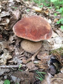Les fameux cèpes, Côté jardin