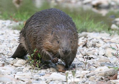 L'Alternative, castor dans les gorges du Tarn, L'Alternative