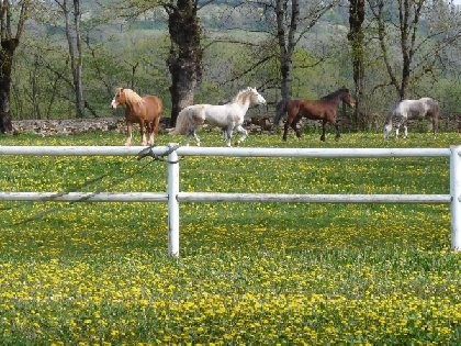 Poney Club du Connemara, OFFICE DE TOURISME DU CANTON DE MARCILLAC