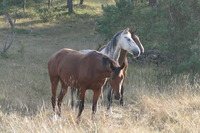 Centre Équestre Le Sonnac, OFFICE DE TOURISME DE MILLAU