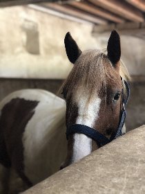 Ferme équestre de Saint Gauzy : Poney Club et Equithérapie, Mademoiselle GACHET-FRAYSSE Marie Noëlle