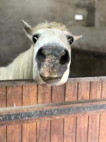 Ferme équestre de Saint Gauzy : Poney Club et Equithérapie, Mademoiselle GACHET-FRAYSSE Marie Noëlle