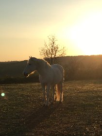 Ferme équestre de Saint Gauzy : Poney Club et Equithérapie, Mademoiselle GACHET-FRAYSSE Marie Noëlle