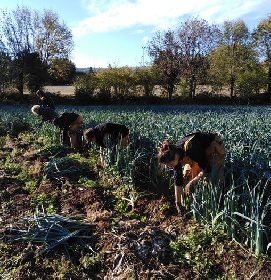 La Ferme d'Agen (GAEC) - Récolte à la ferme, OFFICE DE TOURISME DE PARELOUP LEVEZOU