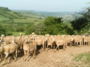 FERME SEGUIN / GAEC DES GRANDS CAUSSES, OFFICE DE TOURISME DE SEVERAC LE CHATEAU