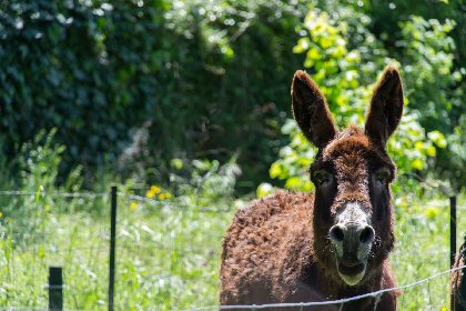 Domaine du Vern, ROQUEFORT TOURISME