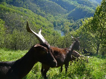 Fromages de chèvres du Rove et de brebis corses, OT Terres d'Aveyron