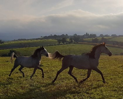 Ségala Lévézou Equitation, OFFICE DE TOURISME DU REQUISTANAIS