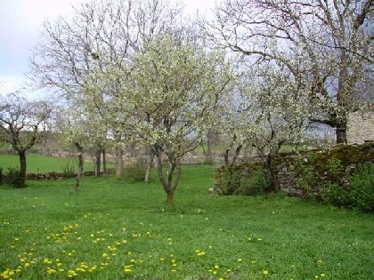 le terrain arboré, M. Louis ARGENTIER