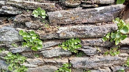La Fenial, nombril de Vénus, pousse dans les murs, Edmond Vesy
