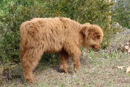 Parc animalier du Theil (Le Caylar en Larzac), Parc animalier du Theil