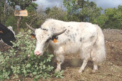 Parc animalier du Theil (Le Caylar en Larzac), Parc animalier du Theil