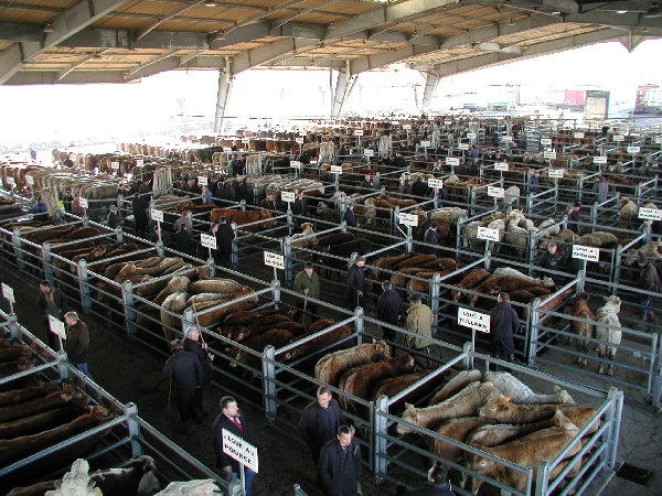 Visite guidée du marché aux bestiaux - mardi matin - sur réservation