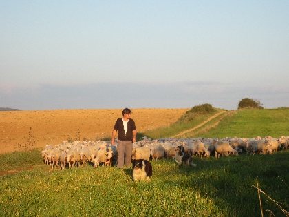 Roulotte à la ferme, OFFICE DE TOURISME LARZAC TEMPLIER CAUSSES ET VALLEES
