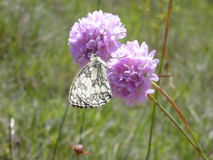 Puy de Wolf, cpie rouergue