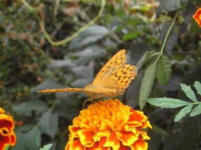 M. Jean-pierre MAUGY (CH108), OFFICE DE TOURISME REGIONAL DE VILLEFRANCHE DE ROUERGUE