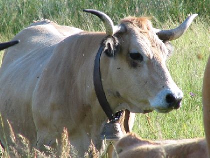 vache, Saveurs des terres Aubrac