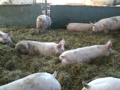Ferme de Mayrinhac, OFFICE DE TOURISME DE BOZOULS