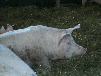 Ferme de Mayrinhac, OFFICE DE TOURISME DE BOZOULS
