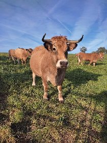 La ferme du Lévézou - Franck Josceran, OFFICE DE TOURISME DE PARELOUP LEVEZOU