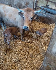 La ferme du Lévézou - Franck Josceran, OFFICE DE TOURISME DE PARELOUP LEVEZOU