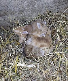 La ferme du Lévézou - Franck Josceran, OFFICE DE TOURISME DE PARELOUP LEVEZOU