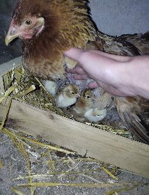 La ferme du Lévézou - Franck Josceran, OFFICE DE TOURISME DE PARELOUP LEVEZOU
