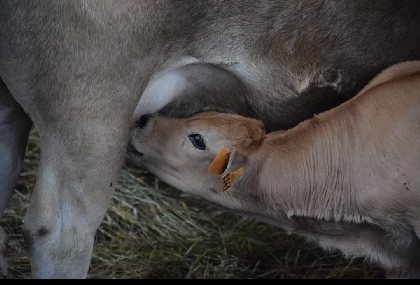 La ferme du Lévézou - Franck Josceran, OFFICE DE TOURISME DE PARELOUP LEVEZOU