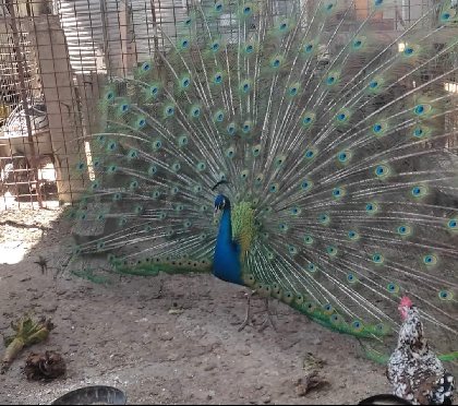 La ferme du Lévézou - Franck Josceran, OFFICE DE TOURISME DE PARELOUP LEVEZOU