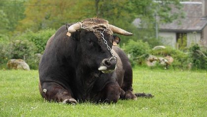 La ferme du Lévézou - Franck Josceran, OFFICE DE TOURISME DE PARELOUP LEVEZOU