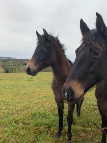 La ferme du Lévézou - Franck Josceran, OFFICE DE TOURISME DE PARELOUP LEVEZOU