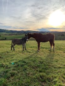 La ferme du Lévézou - Franck Josceran, OFFICE DE TOURISME DE PARELOUP LEVEZOU