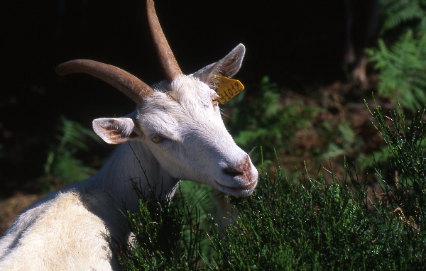 GAEC de la Chèvre Blanche - Visite gratuite de l'exploitation