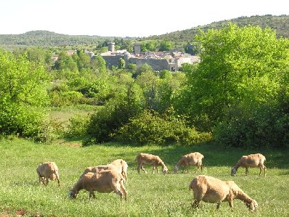 GAEC des Traversiers, fromages fermiers de brebis (La Couvertoirade), Informations La Couvertoirade