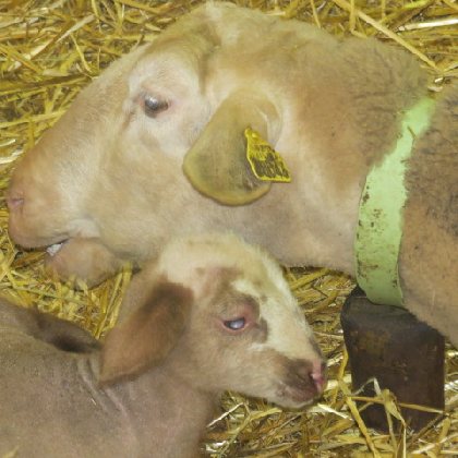 GAEC des Traversiers, GAEC des Traversiers