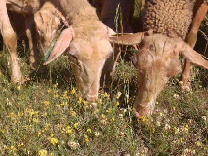 GAEC des Traversiers, GAEC des Traversiers