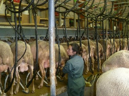 GAEC des Traversiers,fromages fermiers de brebis (La Couvertoirade), Informations La Couvertoirade