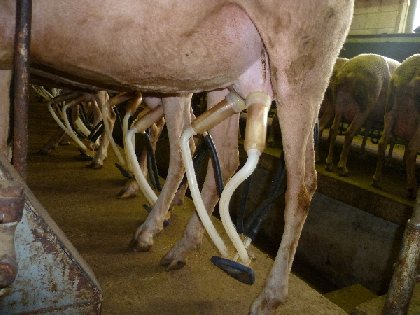 GAEC des Traversiers, fromages fermiers de brebis (La Couvertoirade), OFFICE DE TOURISME LARZAC TEMPLIER CAUSSES ET VALLEES