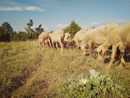 GAEC des Traversiers, GAEC des Traversiers