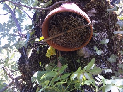 Jardin d'insectes dit du perce-oreille, OFFICE DE TOURISME DE PARELOUP LEVEZOU