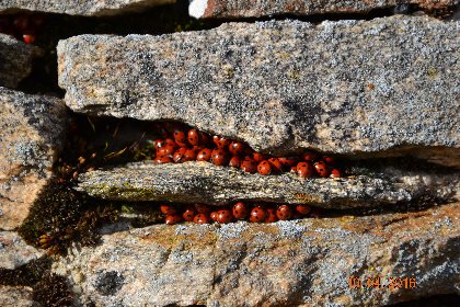 Le Puech Monseigne, OFFICE DE TOURISME DE PARELOUP LEVEZOU