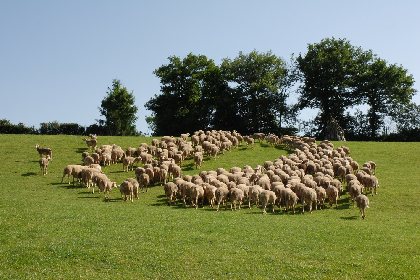 Visite de ferme, OFFICE DE TOURISME DU REQUISTANAIS