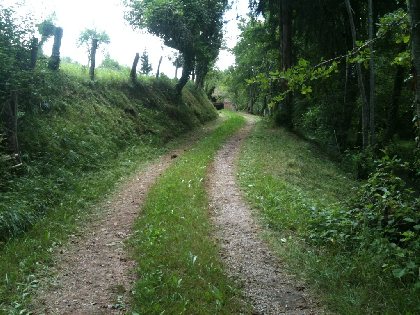 Chemin caché sous les arbres., 