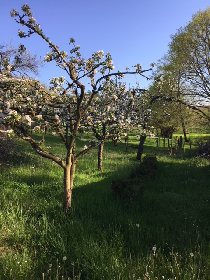 Renouveau du verger., 