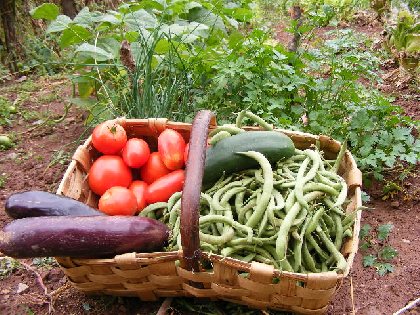 Domaine les Planes - légumes, Domaine les planes