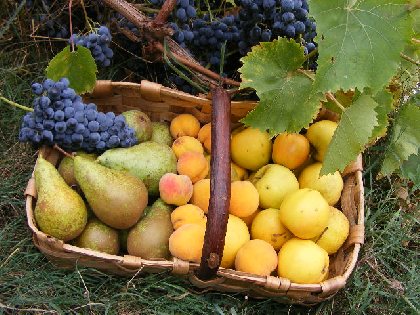 Domaine les Planes - Fruits du verger , Domaine les planes