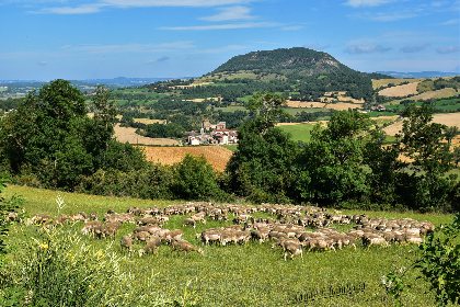 Agropastoralisme du Sud Aveyron., L'Armandine