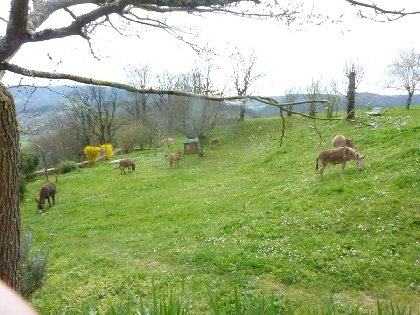 Les ânes, Domaine de Bellevue - Alain Prieur