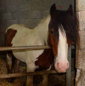 Centre équestre du Domaine de Combelles (groupes), OFFICE DE TOURISME DU GRAND RODEZ