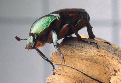 MICROPOLIS LA CITÉ DES INSECTES, OFFICE DE TOURISME DE PARELOUP LEVEZOU